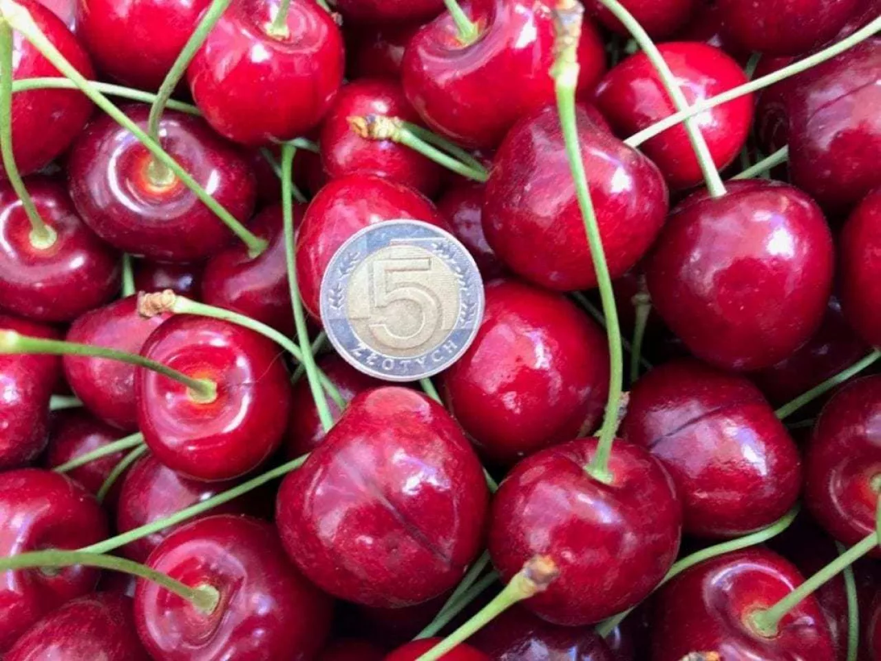 VII Letnie Pokazy Czereśniowe