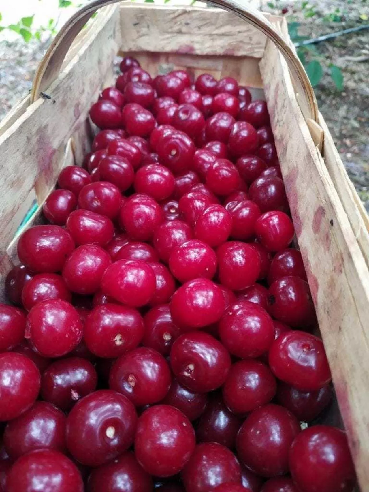 Wiśnie ze zbioru 2019