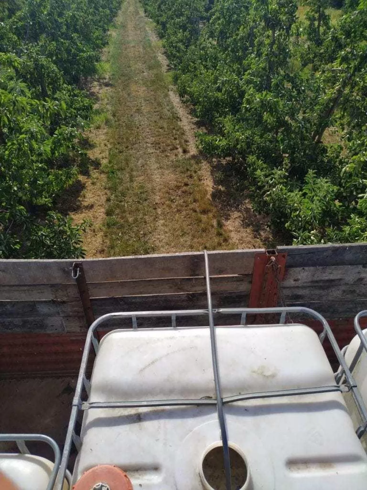 Podlewanie sadu daleko od domu - lipiec 2019