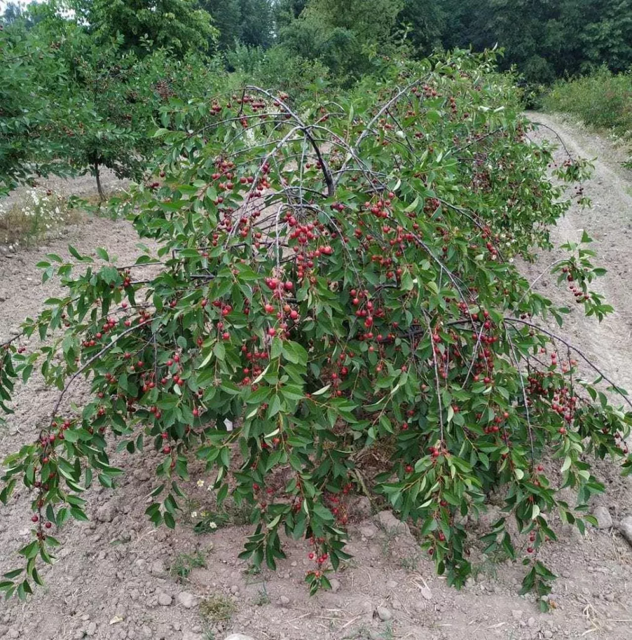 Drzewa wiśni i czereśni usychają