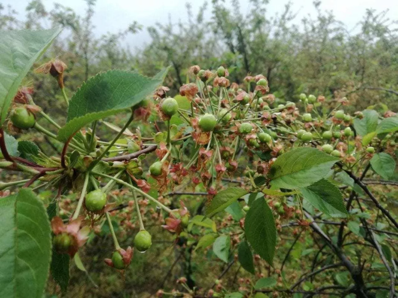 Przeciętne zawiązanie wiśni
