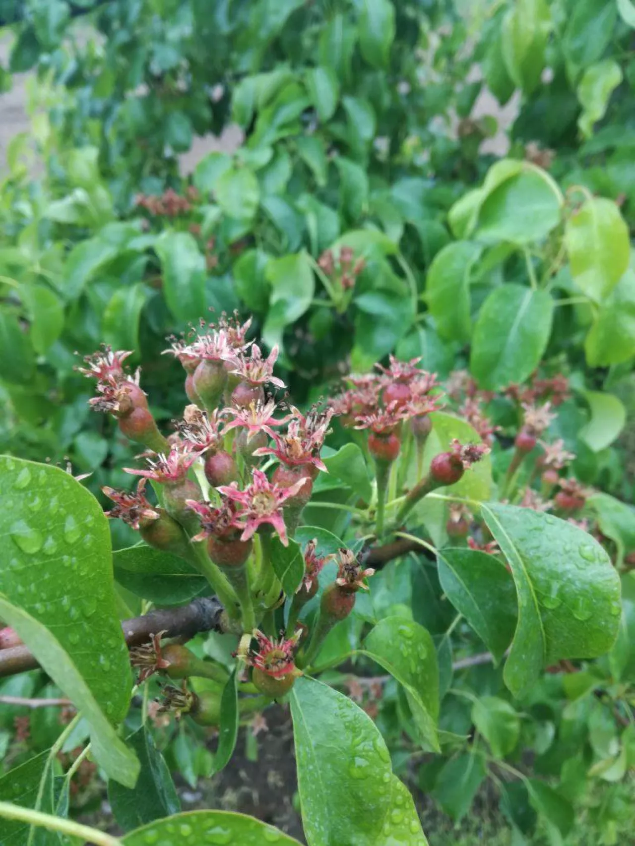 Czy zbiory gruszek będą obfite