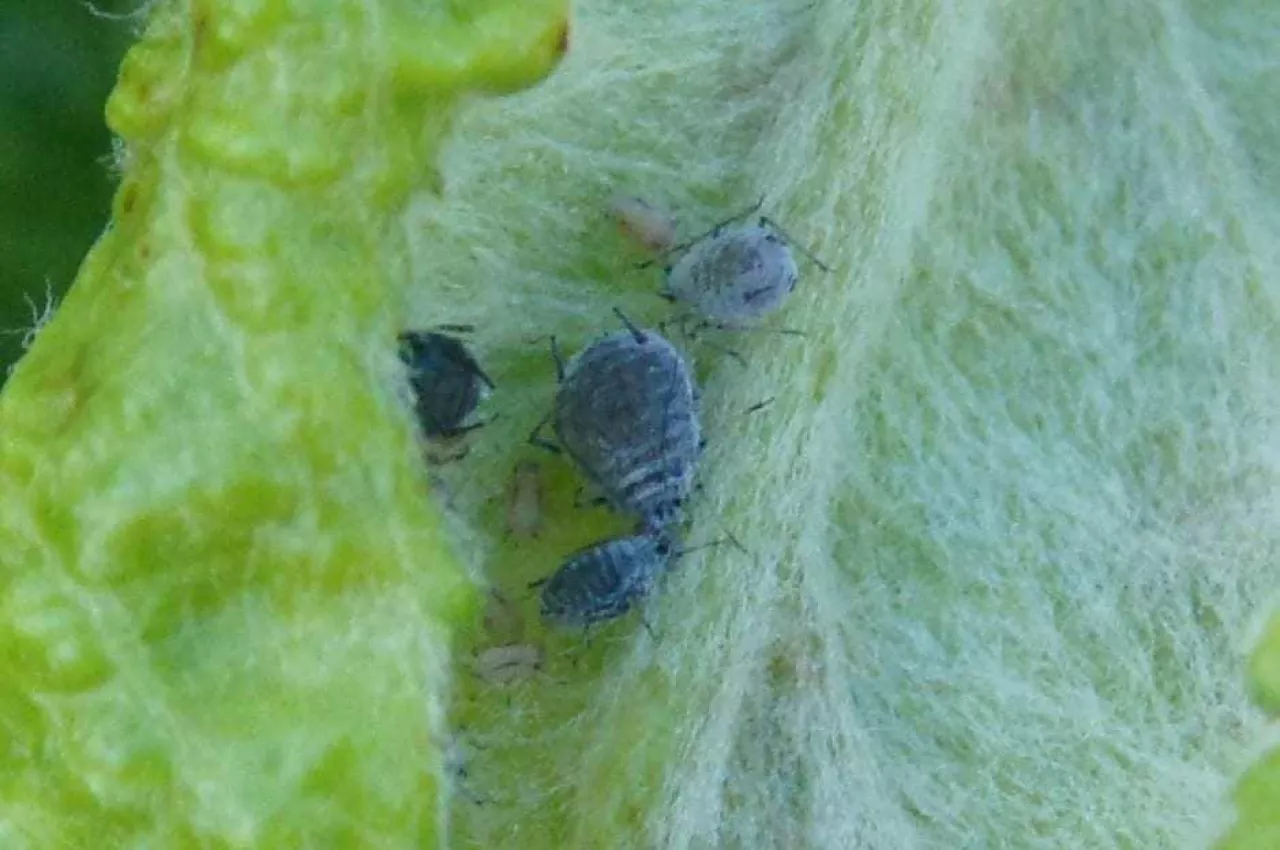 Mszyca jabłoniowo-babkowa