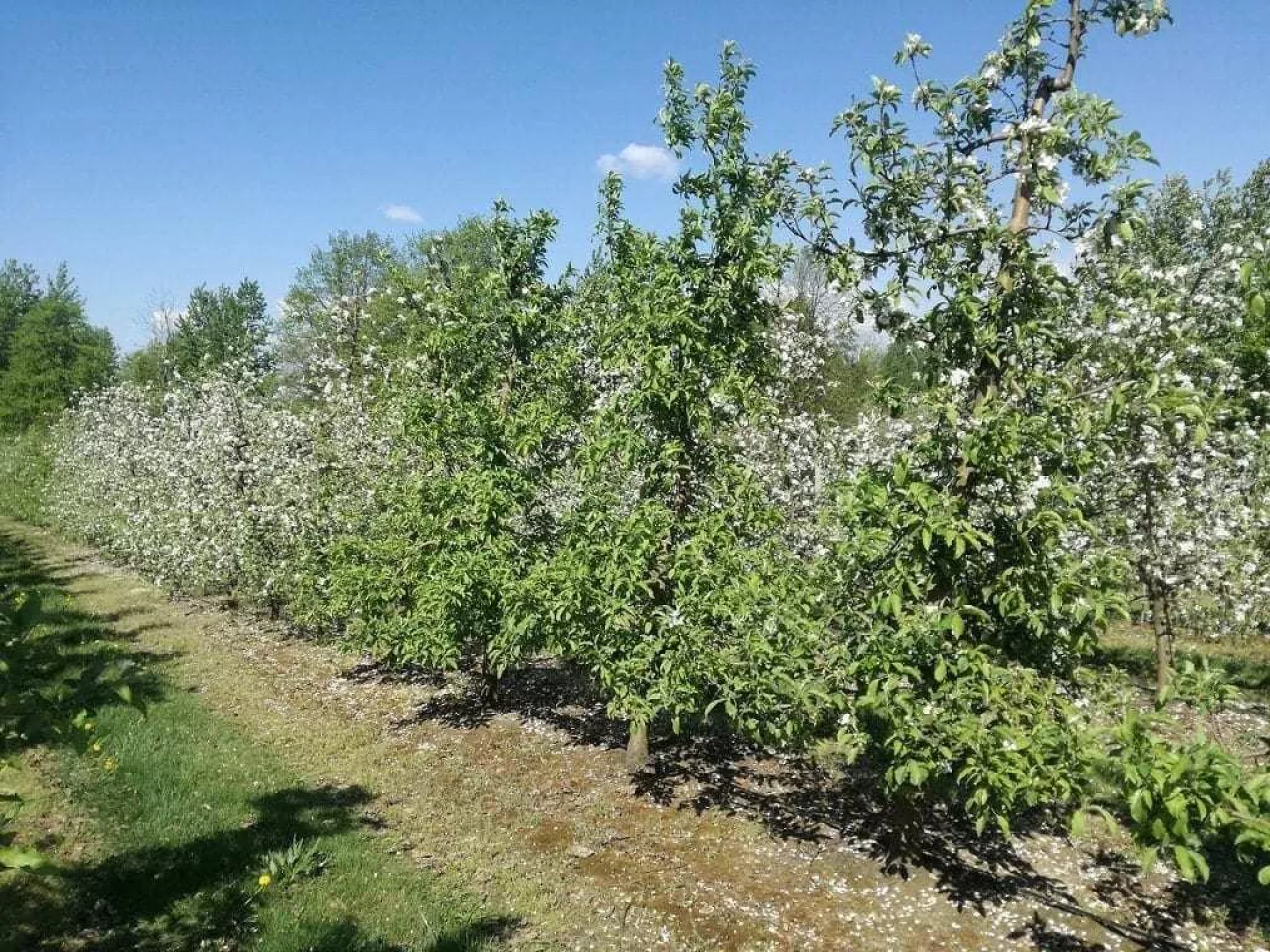 Kwitnienie Ligol Malinowa