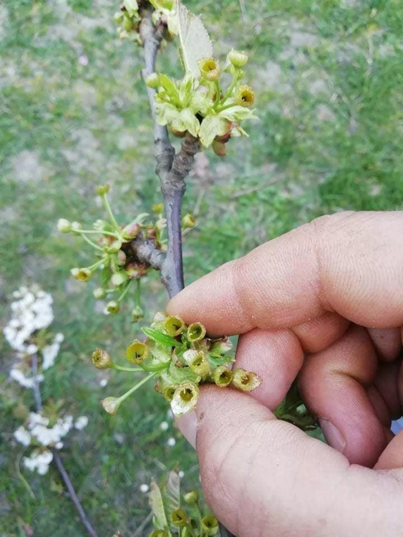 Przemarznięte czereśnie