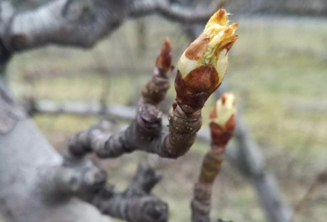 Polskie sad w pierwszym dniu wiosny