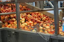 ceny jabłek w grupach