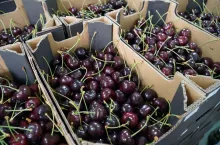 czeresnie w sadzie grzegorza pagacza