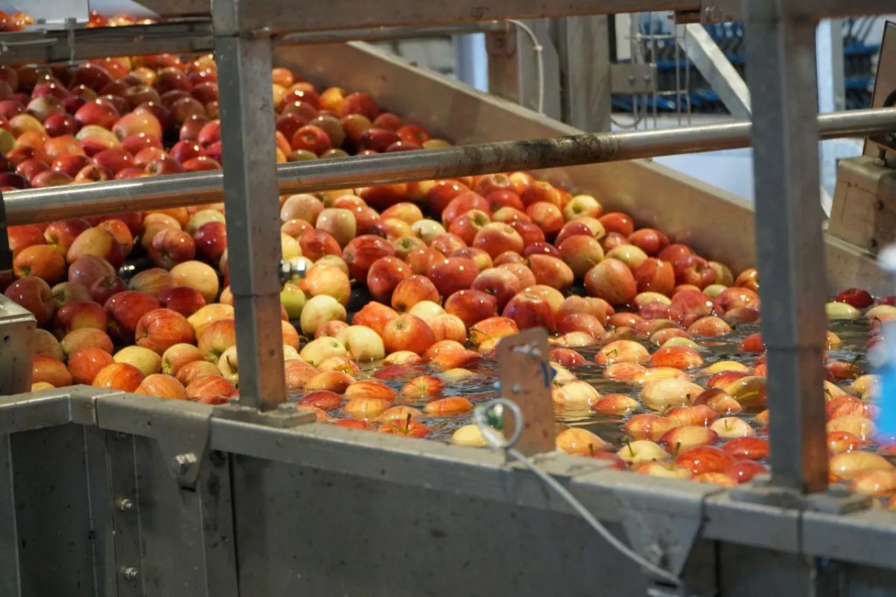 ceny jabłek w grupach