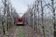 nadal trwa cięcie sadu