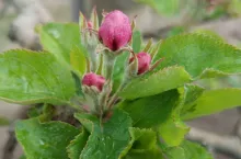 różowy pąk i zwójki