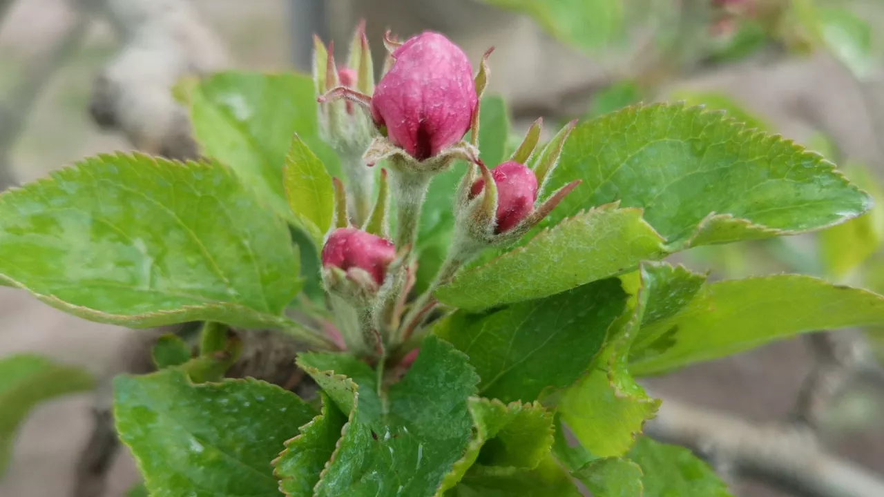 różowy pąk i zwójki