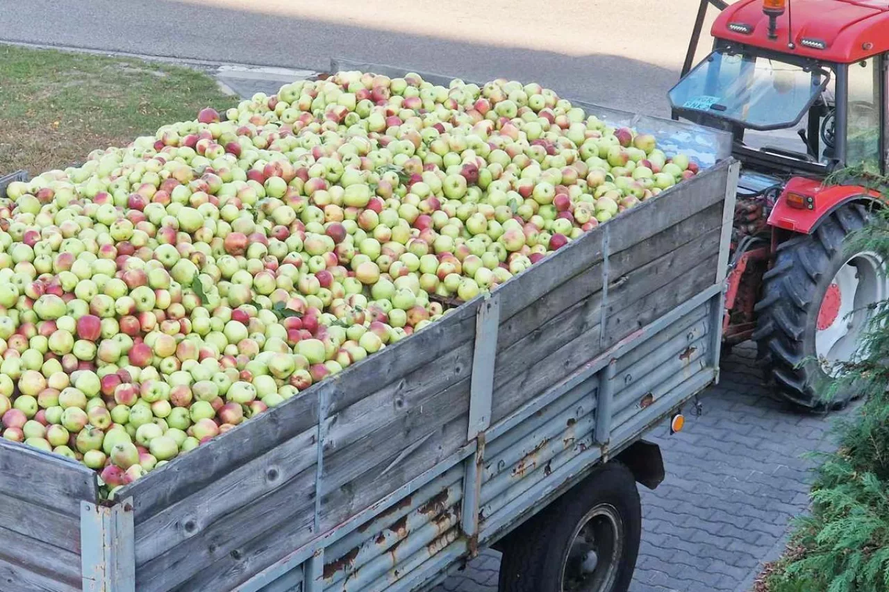 jabłka przemysłowe