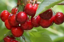 czeresnie na drzewie