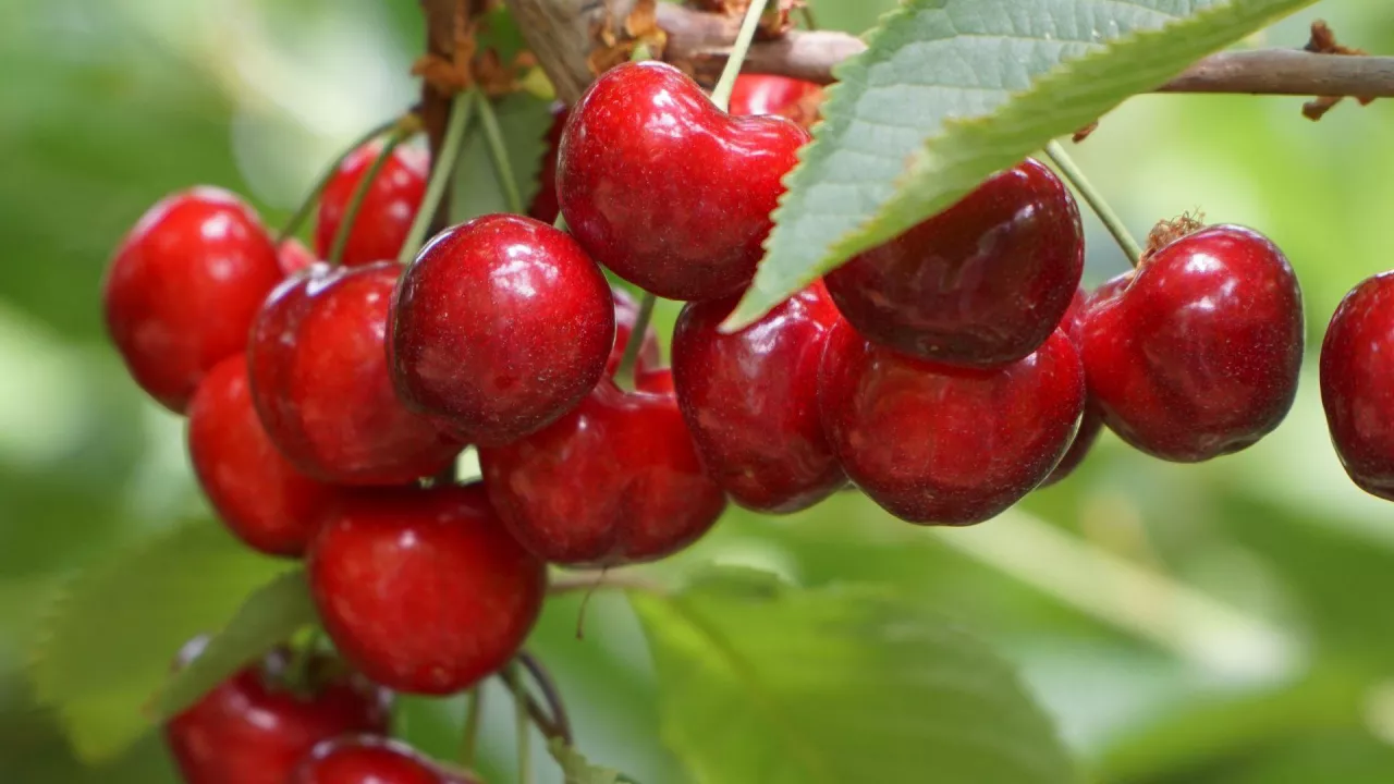 czeresnie na drzewie