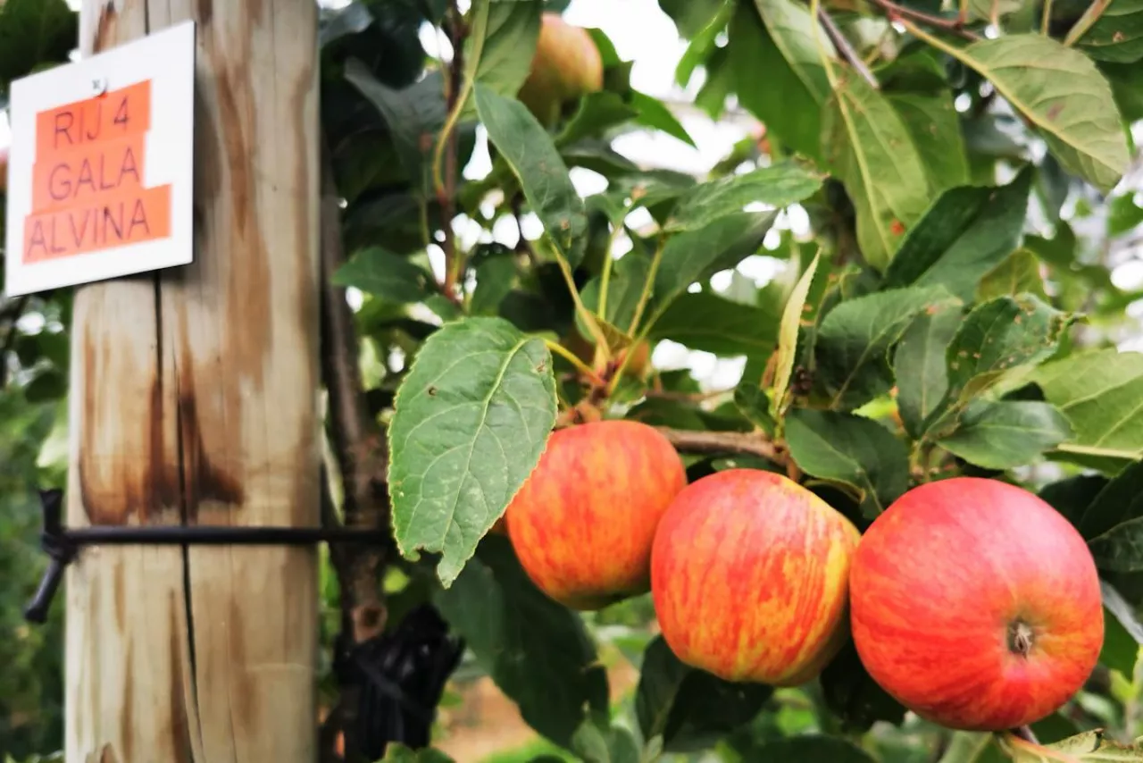 Gala Alvina