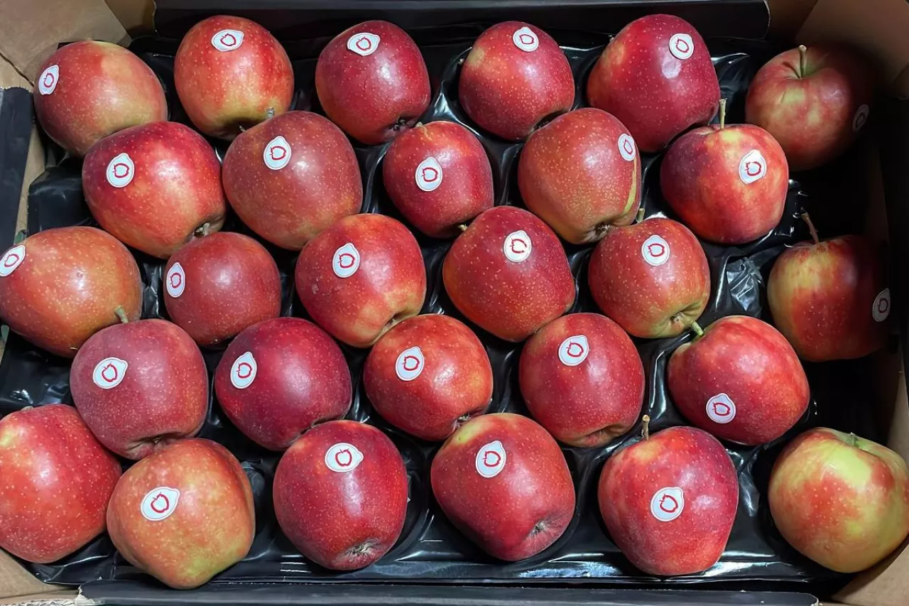 jabłka na eksport