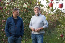 zbiory jabłek w sadzie ekologicznym