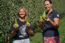 sezon w sadach gruszowych