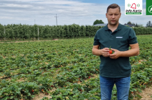 tomasz domanski agrosimex