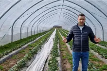 Tomasz Domański Agrosimex - truskawki pod osłonami