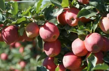 przerzedzanie jabłoni