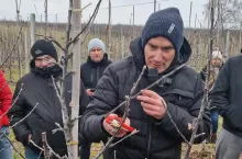 pokaz cięcia jabłoni Marcin Piesiewicz