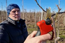 sekator elektryczny altuna test w sadzie