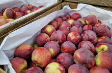 aktualne ceny na rynku hurtowym bronisze