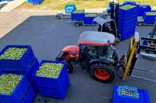 zbiory jabłek gospodarstwo frumel