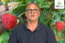 Krzysztof Garsparski - Procam - doradca - komunikat jagodowy 17.08.2023 r.