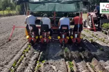 Zakładanie plantacji truskawek