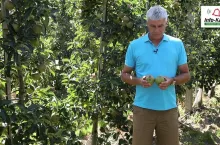 Komunikat sadowniczy Agrosimex z 14.08.2020