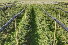 zabiegi pozbiorcze na plantacjach czereśni