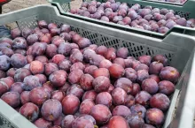 sandomierski rynek hurtowy