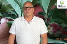 komunikat sadowniczy