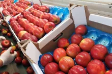 drenczer -prysznicowanie jabłek