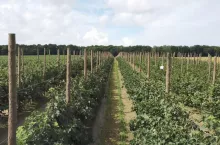 uprawa porzeczek w formie szpalerowej