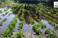 Komunikat jagodowy Agrosimex - 02.07.2020