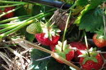 komunikaty sadownicze