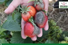 komunikat sadowniczy