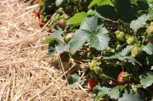 komunikat dla truskawek