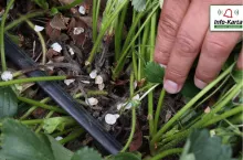 szara pleśń w uprawie truskawek