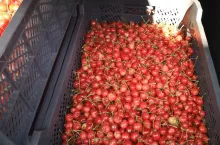 pierwsze polskie czersnie