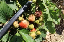 szara pleśń w truskawce