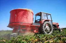 ścielarka do truskawek