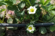 komunikat jagodowy procam