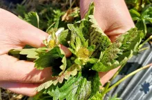 regeneracja plantacji truskawek po przymrozkach