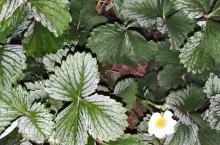 przymrozki 2022 na plantacjach truskawek