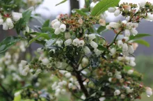 komunikat sadowniczy dla borówki